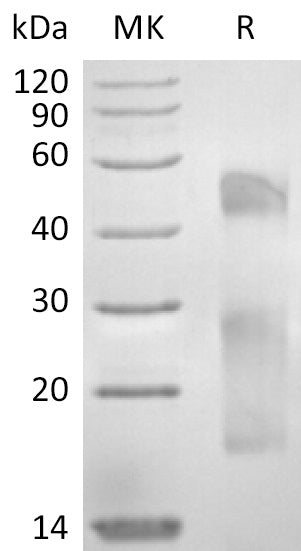 BL-2863NP: Greater than 95% as determined by reducing SDS-PAGE. (QC verified)Recombinant Human Mucin-17 Protein (C-6His)