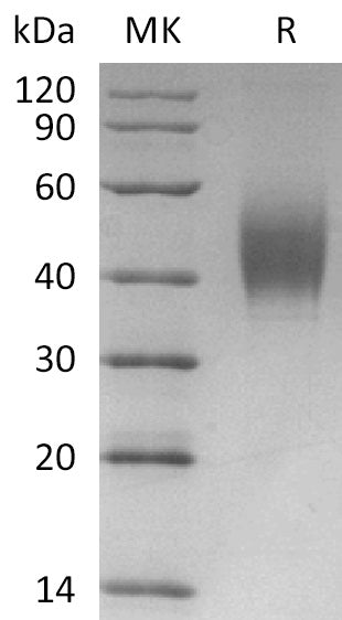 BL-2857NP: Greater than 95% as determined by reducing SDS-PAGE. (QC verified)