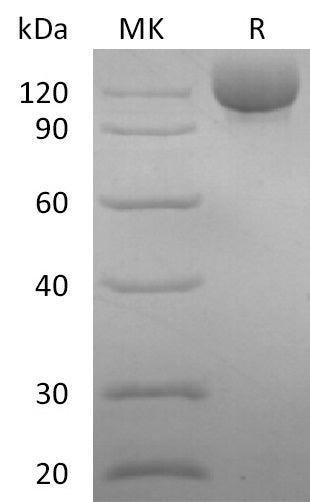 BL-2760NP: Greater than 95% as determined by reducing SDS-PAGE. (QC verified)