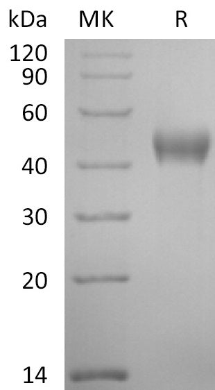 BL-2858NP: Greater than 95% as determined by reducing SDS-PAGE. (QC verified)Recombinant Cynomolgus Nectin-2 Protein (C-6His)