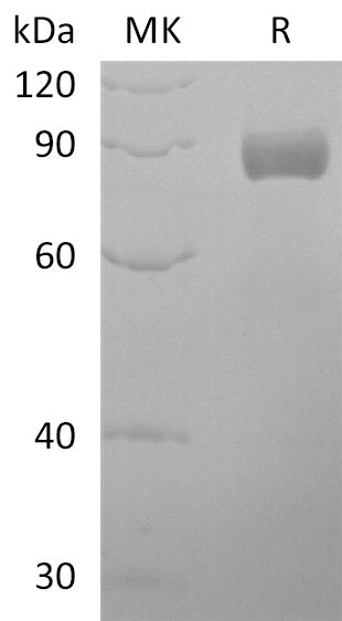 BL-2862NP: Greater than 95% as determined by reducing SDS-PAGE. (QC verified)Recombinant Human EDIL3 Protein (C-Fc)