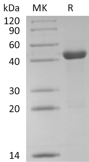 BL-1261NP: Greater than 95% as determined by reducing SDS-PAGE. (QC verified)