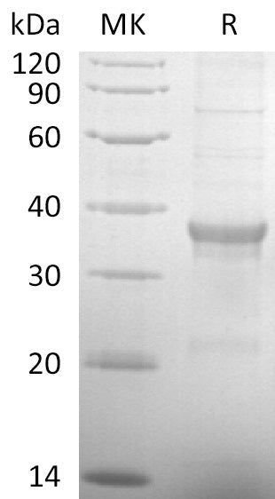BL-2866NP: Greater than 80% as determined by reducing SDS-PAGE. (QC verified)