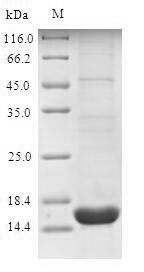 Greater than 90% as determined by SDS-PAGE.Recombinant Human Sodium-Dependent Phosphate Transport Protein 2B (SLC34A2) Protein (His)