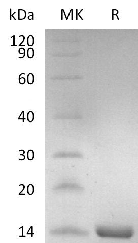 BL-1908NP: Greater than 95% as determined by reducing SDS-PAGE. (QC verified)