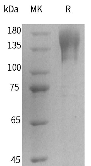 BL-2144NP: Greater than 95% as determined by reducing SDS-PAGE. (QC verified)