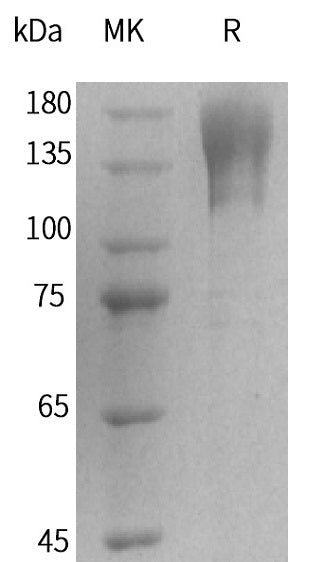 BL-2144NP: Greater than 95% as determined by reducing SDS-PAGE. (QC verified)Recombinant Human CD96 Protein (C-Fc)