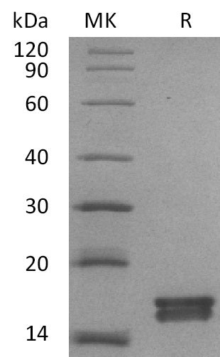BL-1654NP: Greater than 95% as determined by reducing SDS-PAGE. (QC verified)Recombinant Mouse Agr3 Protein (C-6His)