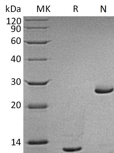 BL-1740NP: Greater than 95% as determined by reducing SDS-PAGE. (QC verified)