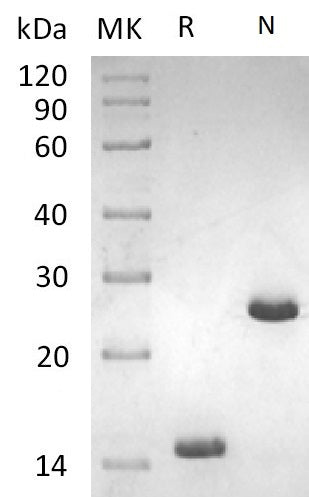 BL-1821NP: Greater than 95% as determined by reducing SDS-PAGE. (QC verified)