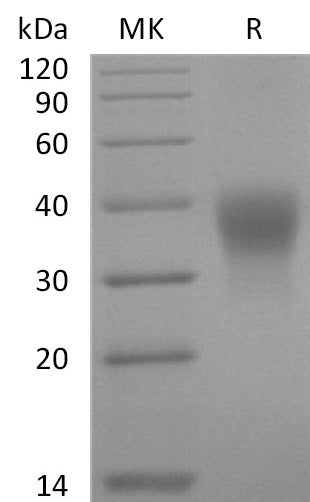 BL-1240NP: Greater than 95% as determined by reducing SDS-PAGE. (QC verified)