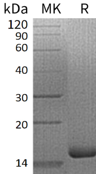 BL-1673NP: Greater than 95% as determined by reducing SDS-PAGE. (QC verified)Recombinant Human IL-3 Protein (N-6His)