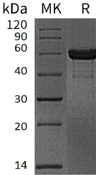 BL-1328NP: Greater than 95% as determined by reducing SDS-PAGE. (QC verified)