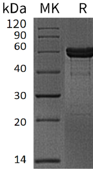 BL-1328NP: Greater than 95% as determined by reducing SDS-PAGE. (QC verified)Recombinant Human MMP-3 Protein (C-6His)