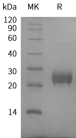 BL-1317NP: Greater than 90% as determined by reducing SDS-PAGE. (QC verified)Recombinant Human FAM3D Protein (C-6His)