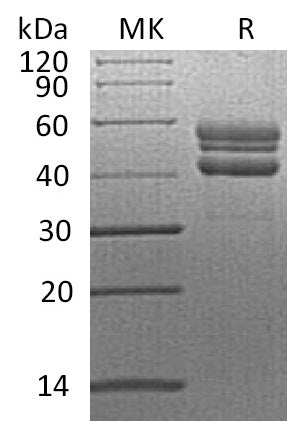 BL-0237NP: Greater than 95% as determined by reducing SDS-PAGE. (QC verified)Recombinant Human RELT Protein (C-Fc)