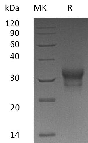 BL-1820NP: Greater than 95% as determined by reducing SDS-PAGE. (QC verified)Recombinant Human IL-29 Protein (C-10His)