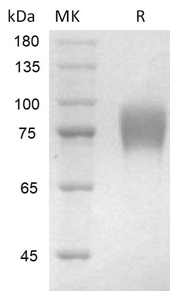 BL-2188NP: Greater than 95% as determined by reducing SDS-PAGE. (QC verified)