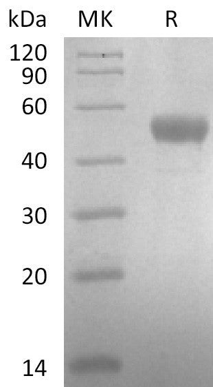 BL-2868NP: Greater than 95% as determined by reducing SDS-PAGE. (QC verified)