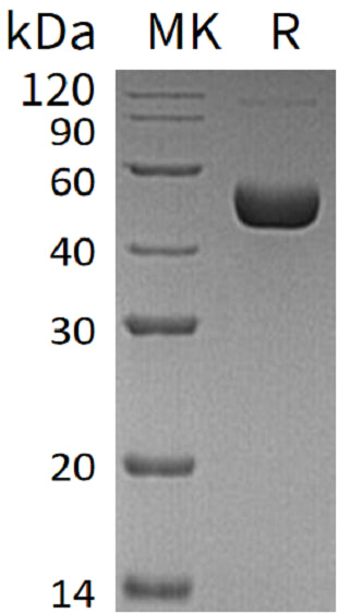 BL-1984NP: Greater than 95% as determined by reducing SDS-PAGE. (QC verified)